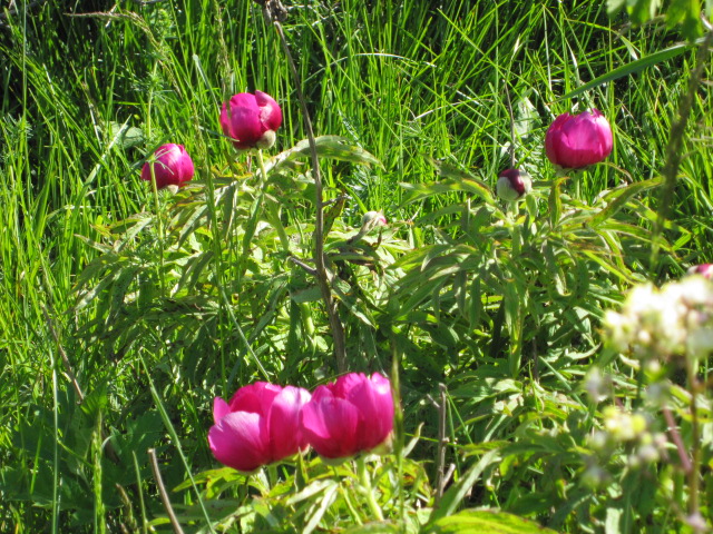 Paeonia officinalis